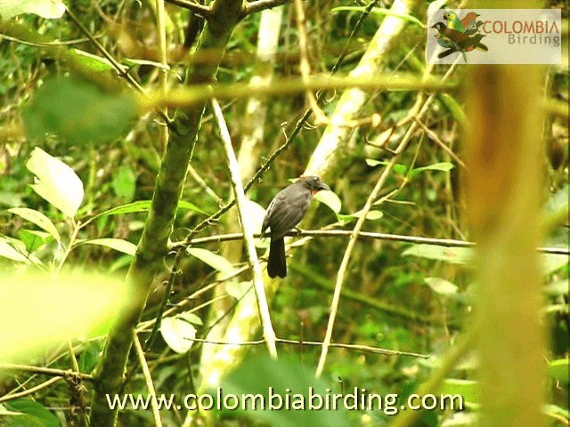 Sooty Ant-Tanager - ML201224241