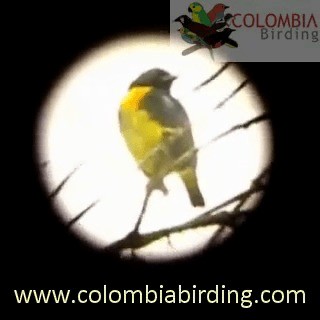 Black-and-gold Tanager - ML201224351