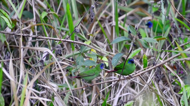 Blue-faced Parrotfinch - ML201224491