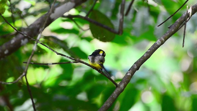 Yellow-breasted Boatbill - ML201224501