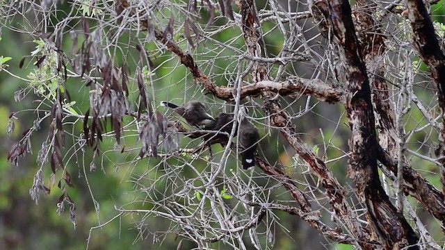 Gray-crowned Babbler - ML201224511