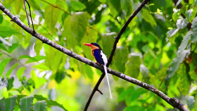 Buff-breasted Paradise-Kingfisher - ML201224531