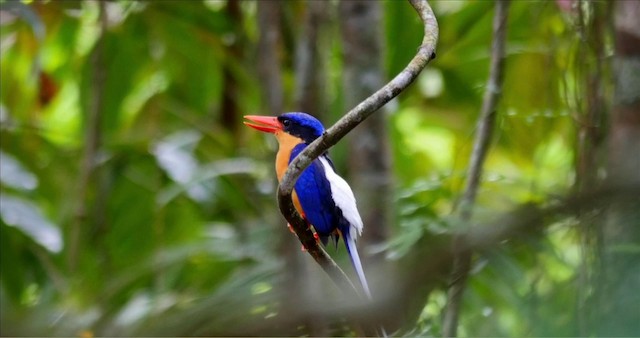 Buff-breasted Paradise-Kingfisher - ML201224581