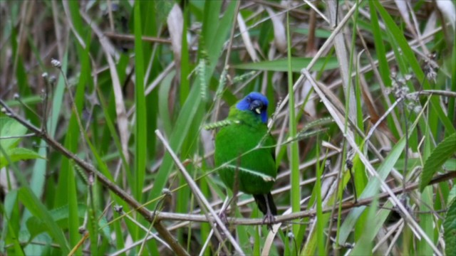 Blue-faced Parrotfinch - ML201224711