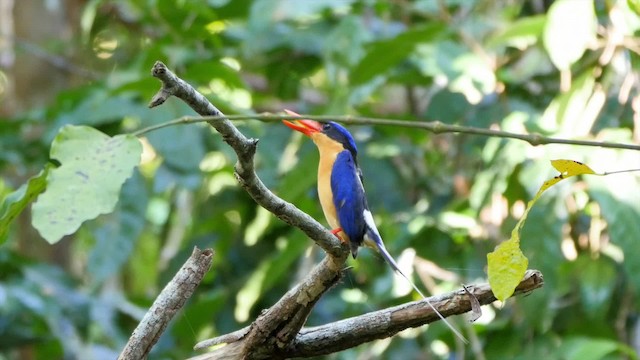 Buff-breasted Paradise-Kingfisher - ML201224721