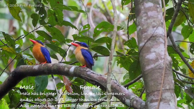 Buff-breasted Paradise-Kingfisher - ML201224761