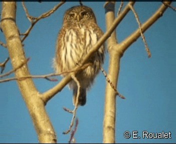 Eurasian Pygmy-Owl - ML201224991
