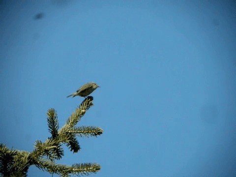 Greenish Warbler (viridanus) - ML201225571