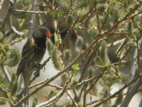 Fire-fronted Serin - ML201225621