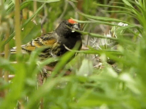 Fire-fronted Serin - ML201225641