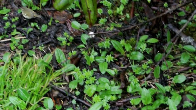 Зелёная пеночка (trochiloides/ludlowi) - ML201226391