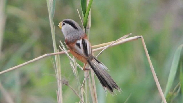 Reed Parrotbill (Reed) - ML201226451