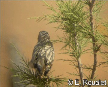 Desert Sparrow - ML201226821