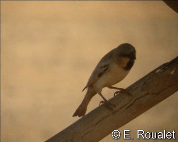 Desert Sparrow - ML201226831