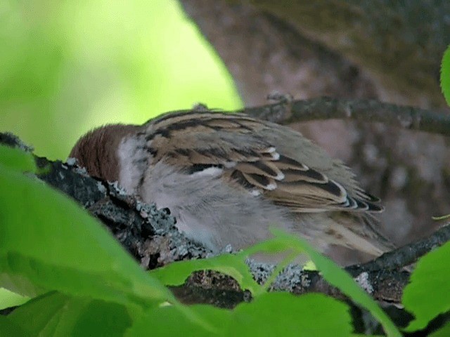 Eurasian Tree Sparrow - ML201227521