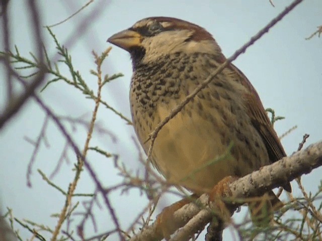 Spanish Sparrow - ML201227551