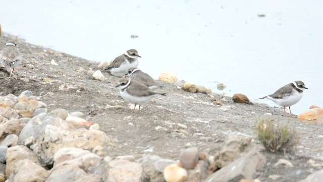 Common Ringed Plover - ML201228711