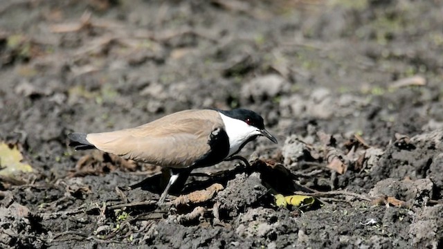 Spur-winged Lapwing - ML201228811