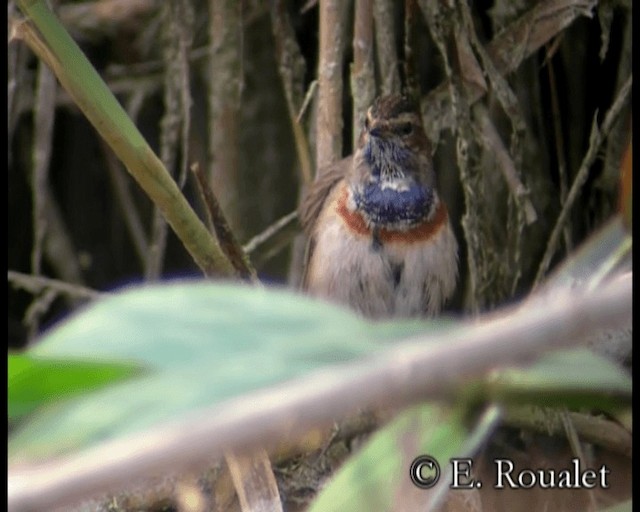 Bluethroat (Red-spotted) - ML201229501