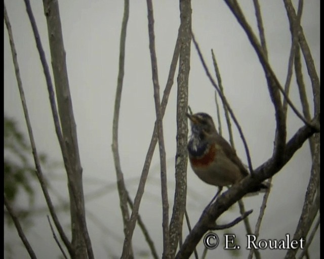 Bluethroat (Red-spotted) - ML201229511