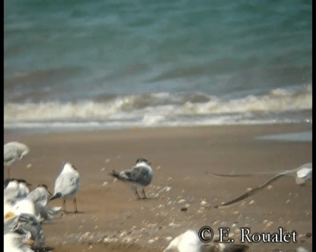 Great Crested Tern - ML201229611