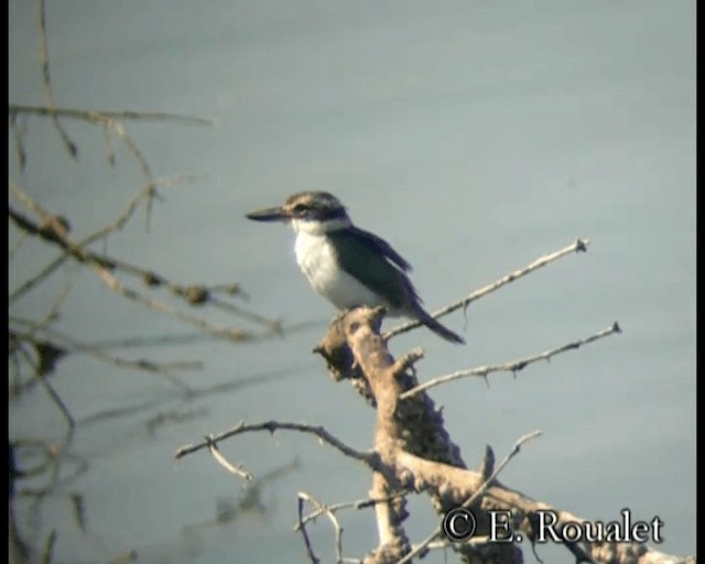 Collared Kingfisher (Arabian) - ML201229621