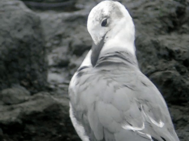 Ацтекская чайка - ML201229901
