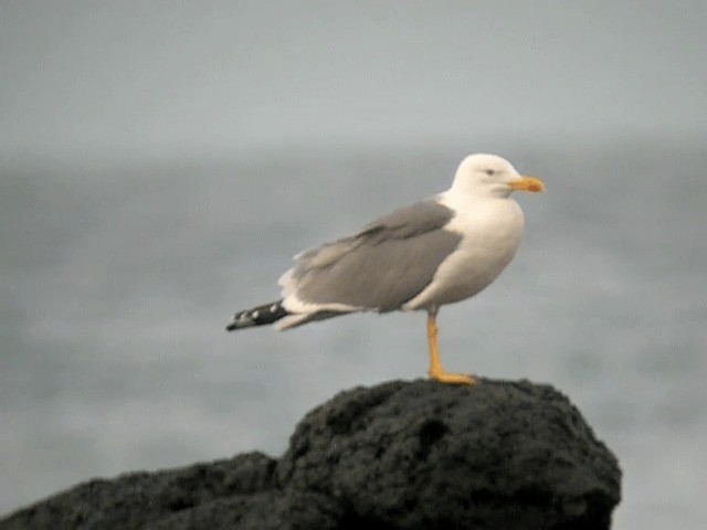 Yellow-legged Gull (atlantis) - ML201230071
