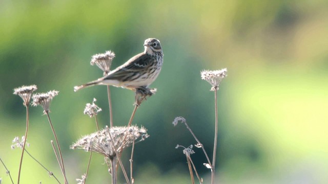 Meadow Pipit - ML201230251
