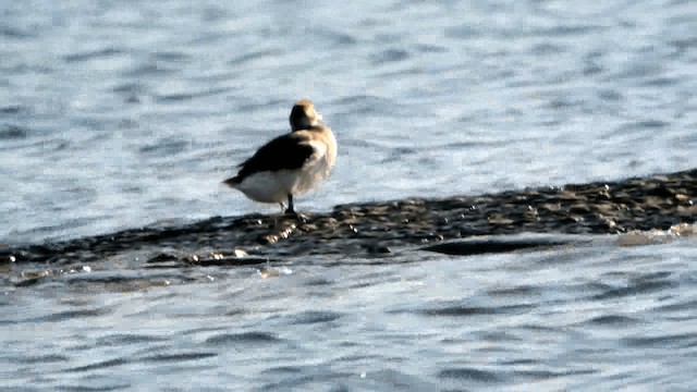 Long-tailed Duck - ML201230261