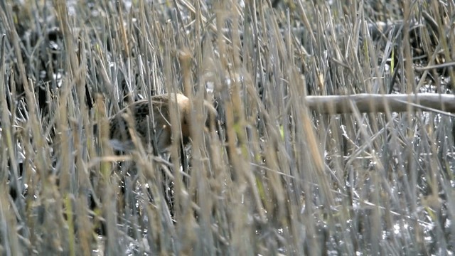 Black-tailed Godwit (islandica) - ML201230291