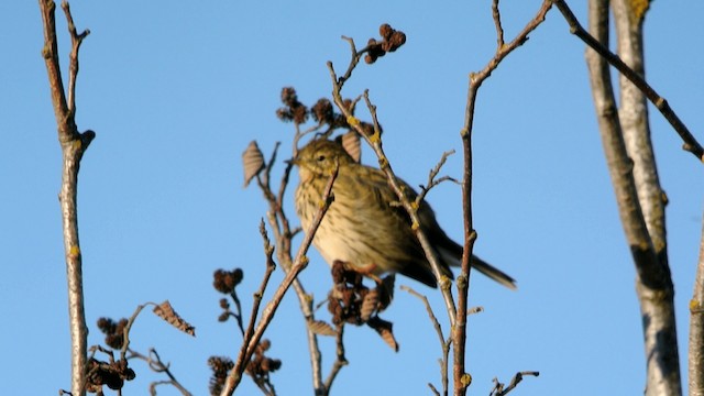 Meadow Pipit - ML201230511