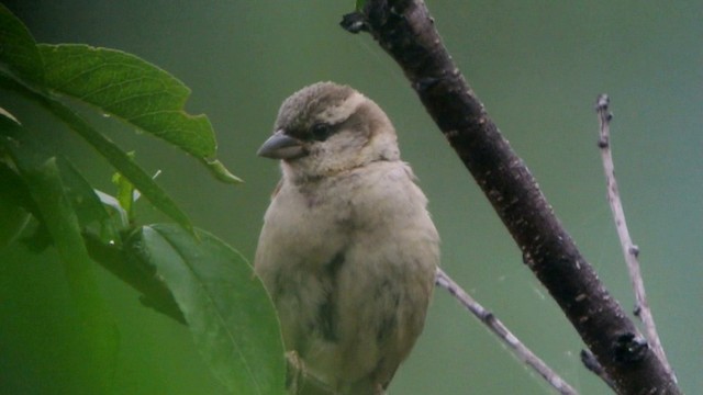 Russet Sparrow - ML201230971