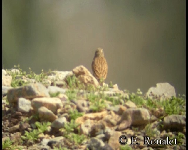 Striolated Bunting - ML201231371