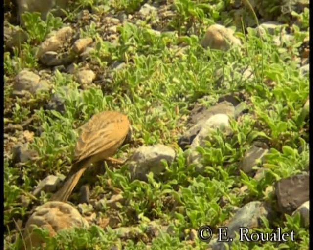 Striolated Bunting - ML201231381