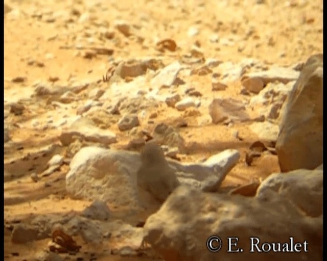 Asian Desert Warbler - ML201231511