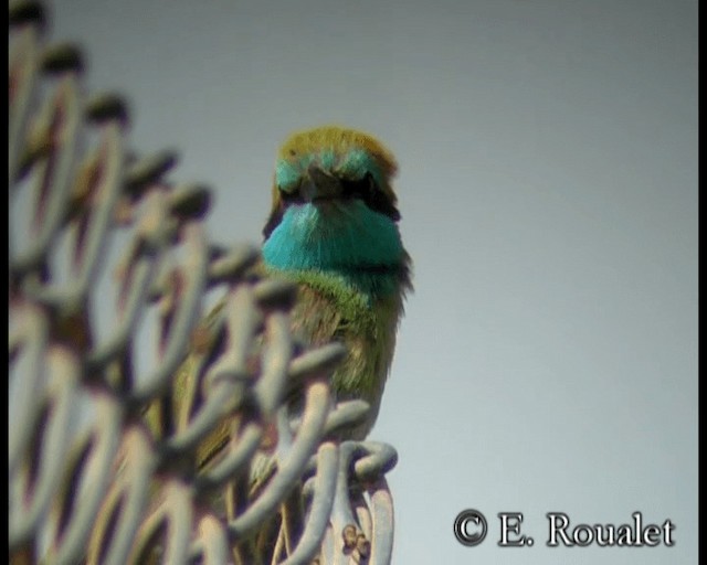 Arabian Green Bee-eater - ML201231651