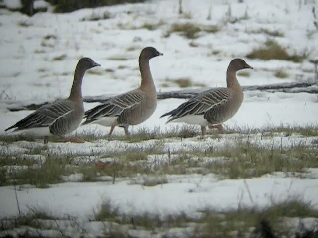 Pink-footed Goose - ML201232211