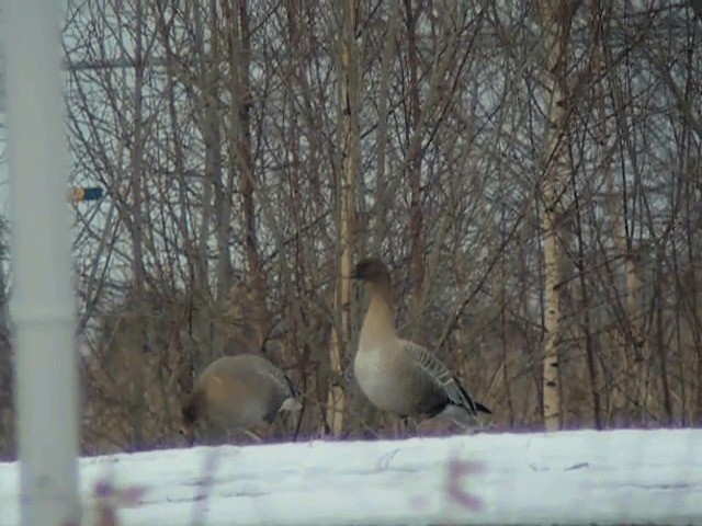 Pink-footed Goose - ML201232221
