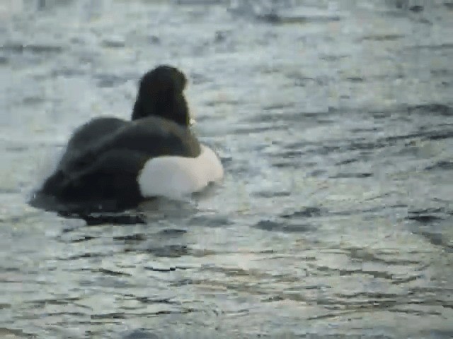 Tufted Duck - ML201232421