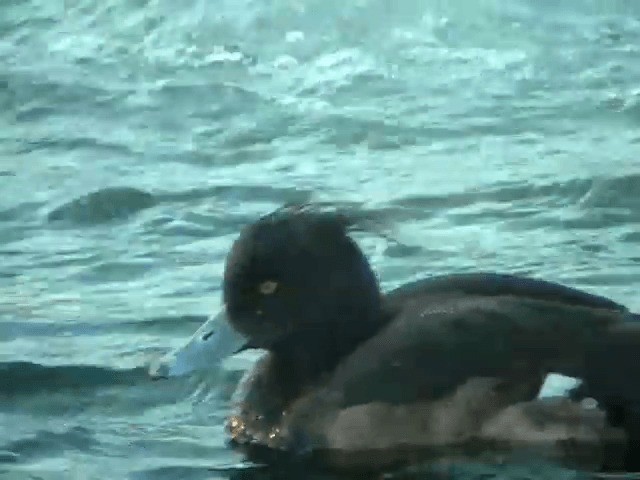 Tufted Duck - ML201232431