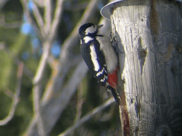 Great Spotted Woodpecker (Great Spotted) - ML201233711