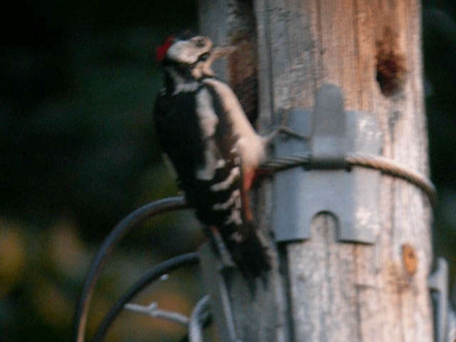 Great Spotted Woodpecker (Great Spotted) - ML201233741