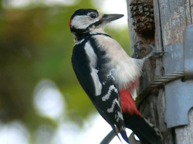 Great Spotted Woodpecker (Great Spotted) - ML201233751