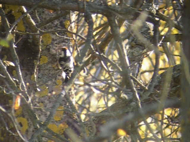 Lesser Spotted Woodpecker - ML201233761