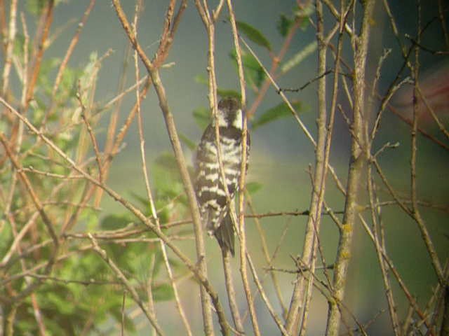 Lesser Spotted Woodpecker - ML201233771