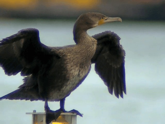 Great Cormorant (North Atlantic) - ML201234271