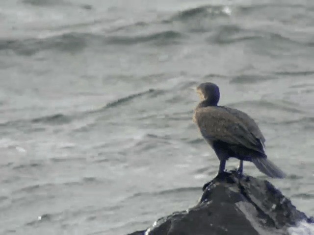 Great Cormorant (North Atlantic) - ML201234291