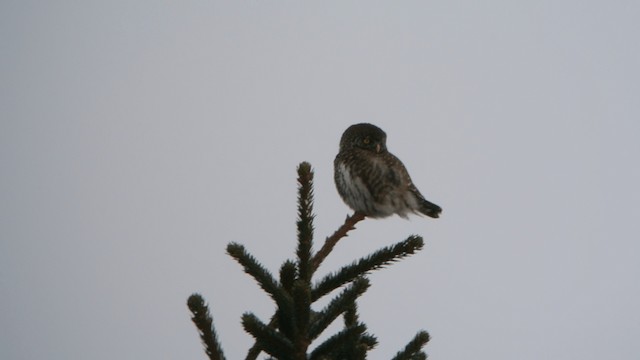 Eurasian Pygmy-Owl - ML201234771