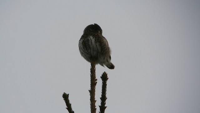 Eurasian Pygmy-Owl - ML201234781